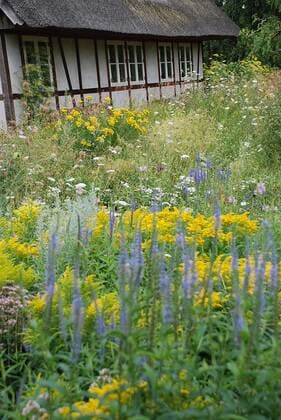 Garten Haferland in Wieck Wieck, DEU, 03.08.2010 Hotelgarten Haferland: Langblättriger Ehrenpreis (Veronica longifolia), Bastard-Goldrute (Solidago-Hybride ‘Goldkind’), Gelenkblume (Physostegia virginiana ‘Rosea’), Silber-Beifuß (Artemisia ludoviciana), Moschusmalve (Malva moschata) und Rainfarn (Tanacetum vulgare) wachsen im Schnittblumengarten Wieck Mecklenburg-Vorpommern DEU, Deutschland Copyright: argumx xChristianxLehsten