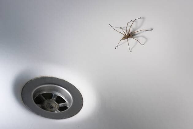 Grosse Hauswinkelspinne (Tegenaria gigantea, Tegenaria atrica), Spinne in der Badewanne giant European house spider, giant house spider, larger house spider, cobweb spider (Tegenaria gigantea, Tegenaria atrica), spider in bathtub BLWS210886 Copyright: xblickwinkel J.xFieberx