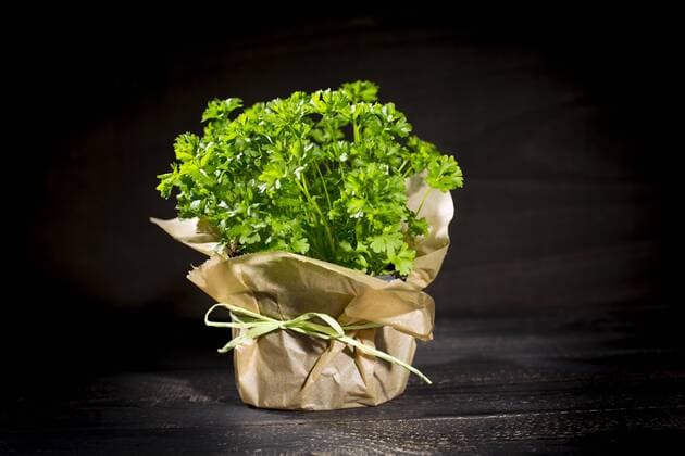 Flat leaf parsley in pot  MAEF011918