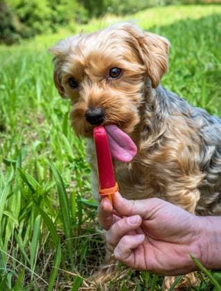 Yorkshire-Terrier, Yorkshire Terrier (Canis lupus f. familiaris), bekommt als Erfrischung in der Sommerhitze ein Eis zum Schlecken Yorkshire Terrier (Canis lupus f. familiaris), getting in the summer heat an ice for licking for refreshing BLWS435288 Copyright: xblickwinkel McPHOTO E.xWodickax