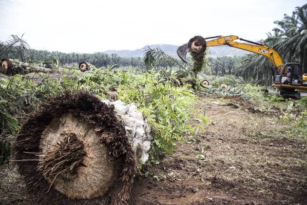 IMAGO Nature: Unsere Erde, Umweltverträgliche Herausforderungen, Palmöl September 2, 2016 - Solok Selatan, West Sumatera, Indonesia - West Sumatera, Indonesia, 04 September 2016 : The Palm oil trees that have been knocked down allowed on the ground without burnt as nature will destroyed by it self. Palm oil is a type of edible vegetable oil that is derived from the palm fruit, grown on the African oil palm tree. Oil palms are originally from Western Africa, but can flourish wherever heat and rainfall are abundant. Today, palm oil is grown throughout Africa, Asia, North America, and South America, with 85% of all palm oil globally produced and exported from Indonesia and Malaysia; but most of the time not using sustainable measures. PT. Tidar Kerinci Agung owned by HASIM DJOJOHADIKUSUMO who have a large palm oil at West Sumatera divded into three region : Solok Selatan, Dhamasraya, and Bungo district giving big concern to the environtment by providing estimat - ZUMAh128