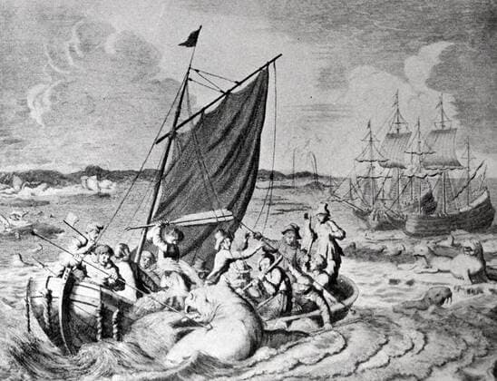 walrus hunt nova Zembla 1596. Willem Barentsz (William Barents or Barentz) (c. 1550 – 20 June 1597) Dutch navigator, cartographer, and Arctic explorer. He went on three expeditions to the far north in search for a Northeast passage. During his third expedition, the crew was stranded on Nova Zembla for almost a year. Barentsz died on the return voyage in 1597. In the 19th century, the Barents Sea was named after him. WHA  !ACHTUNG AUFNAHMEDATUM GESCHÄTZT! Copyright: WHA UnitedArchivesWHA_036_0862