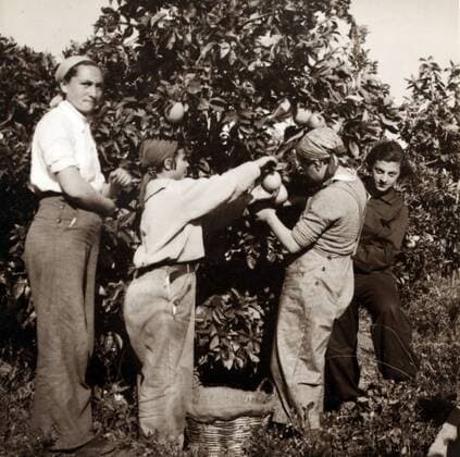 Women picking oranges in a kibbutz near Tel-Aviv, (Palestine) Israel; 1930 WHA  !ACHTUNG AUFNAHMEDATUM GESCHÄTZT! Copyright: WHA UnitedArchivesWHA_059_0070