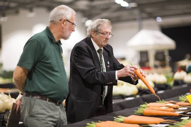 September 16, 2016 - Harrogate, Yorkshire, UK - Harrogate UK. Judging has begun this morning in the Giant vegetable competition that see s competitors from across the UK show their biggest Carrot s, Cucumbers, Cabbages, Onion s & Tomatoes competing for the title of heaviest & longest at the Harrogate Autumn Flower Show. Harrogate UK  - ZUMAl94_