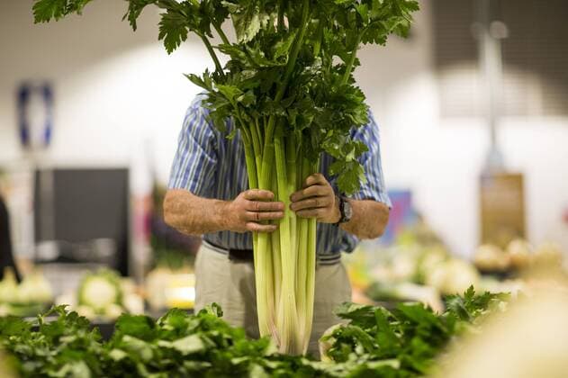 September 16, 2016 - Harrogate, Yorkshire, UK - Harrogate UK. Judging has begun this morning in the Giant vegetable competition that see s competitors from across the UK show their biggest Carrot s, Cucumbers, Cabbages, Onion s & Tomatoes competing for the title of heaviest & longest at the Harrogate Autumn Flower Show. Harrogate UK  - ZUMAl94_