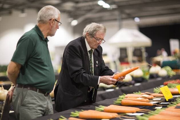 September 16, 2016 - Harrogate, Yorkshire, UK - Harrogate UK. Judging has begun this morning in the Giant vegetable competition that see s competitors from across the UK show their biggest Carrot s, Cucumbers, Cabbages, Onion s & Tomatoes competing for the title of heaviest & longest at the Harrogate Autumn Flower Show. Harrogate UK  - ZUMAl94_
