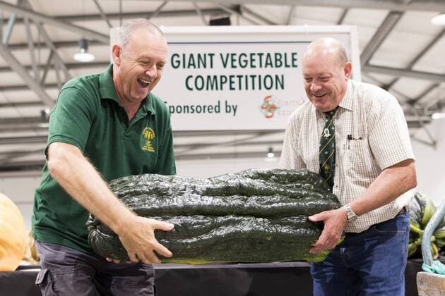 September 16, 2016 - Harrogate, Yorkshire, UK - Harrogate UK. Judging has begun this morning in the Giant vegetable competition that see s competitors from across the UK show their biggest Carrot s, Cucumbers, Cabbages, Onion s & Tomatoes competing for the title of heaviest & longest at the Harrogate Autumn Flower Show. Harrogate UK  - ZUMAl94_
