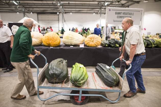 September 16, 2016 - Harrogate, Yorkshire, UK - Harrogate UK. Judging has begun this morning in the Giant vegetable competition that see s competitors from across the UK show their biggest Carrot s, Cucumbers, Cabbages, Onion s & Tomatoes competing for the title of heaviest & longest at the Harrogate Autumn Flower Show. Harrogate UK  - ZUMAl94_