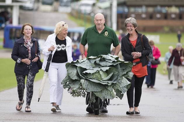 September 16, 2016 - Harrogate, Yorkshire, UK - Harrogate UK. Picture shows Paul Bastow & his prize winning cabbage that weighed 25.4 kg at the Giant vegetable competition in Harrogate. The competition see s competitors from across the UK show their biggest Carrot s, Cucumbers, Cabbages, Onion s & Tomatoes competing for the title of heaviest & longest at the Harrogate Autumn Flower Show. Harrogate UK  - ZUMAl94_