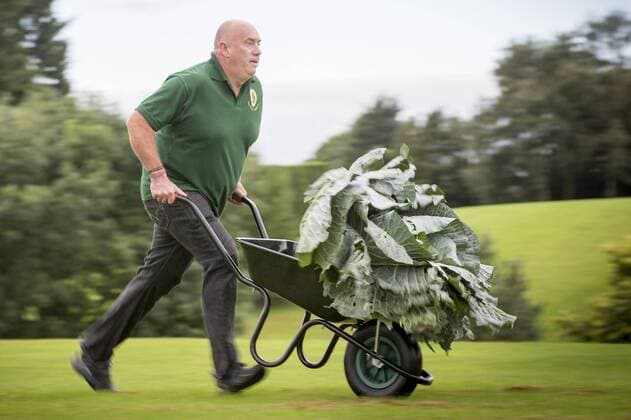 September 16, 2016 - Harrogate, Yorkshire, UK - Harrogate UK. Picture shows Paul Bastow & his prize winning cabbage that weighed 25.4 kg at the Giant vegetable competition in Harrogate. The competition see s competitors from across the UK show their biggest Carrot s, Cucumbers, Cabbages, Onion s & Tomatoes competing for the title of heaviest & longest at the Harrogate Autumn Flower Show. Harrogate UK  - ZUMAl94_