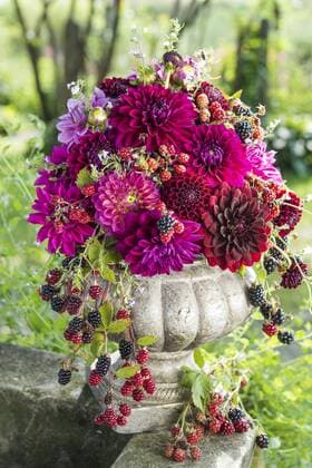 Dahlien (Dalia Hybriden), Farbabstufung bordeaux und pink, gebunden als Strauß in Amphore aus Stein, mit Brombeeren (Rubus fruticosus), Deutschland, Europa Copyright: imageBROKER JohannesxGeyer ibxjog04405293.jpg