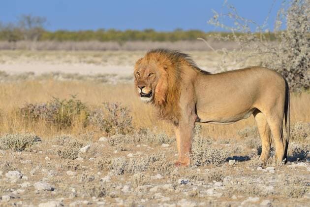  Löwe (Panthera leo), steht auf trockenem Boden, wachsam, Etosha-Nationalpark, Namibia, Afrika Copyright: imageBROKER/Jean-FrançoisxDucasse ibljed04399295.jpg