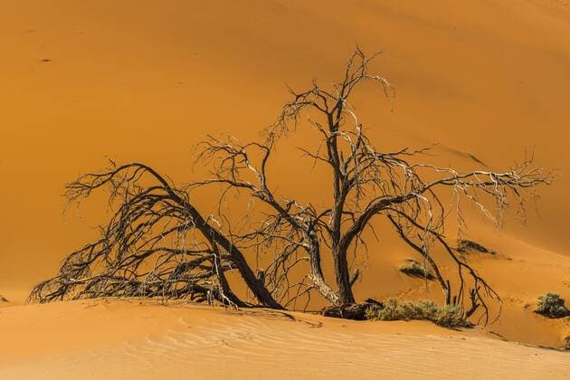 Abgestorbener Kameldornbaum (Vachellia erioloba) auf Sanddüne, Sossusvlei, Namib-Wüste, Namib-Naukluft-Nationalpark, Namibia, Afrika Copyright: imageBROKER/GünterxLenz ibxglf04377731.jpg
