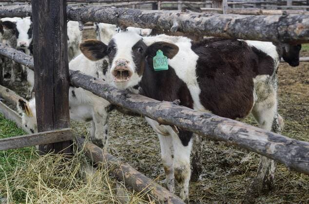September 23, 2016 - Tambov, Tambov region, Russia - Young calves on the farm Tambov Russia - ZUMAs171