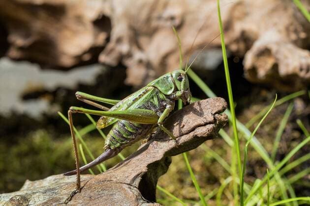 Warzenbeisser (Decticus verrucivorus), Weibchen, Deutschland, Bayern wart-biter, wart-biter bushcricket (Decticus verrucivorus), female, Germany, Bavaria BLWS436480 Copyright: xblickwinkel A.xHartlx