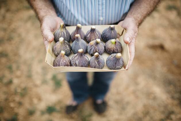 Senior man holding cardboard box of fresh figs model released Symbolfoto  JRFF000863