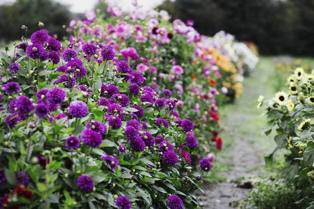 Summer flowering plants in an organic flower nursery. Dahlias in deep purple and pink colours. Summer flowering plants in an organic flower nursery. Dahlias in deep purple and pink colours.  22566
