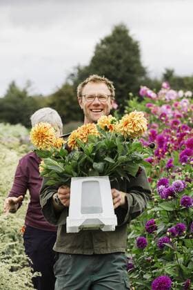 Two people working in an organic flower nursery, cutting flowers for flower arrangements and commercial orders. Two people working in an organic flower nursery, cutting flowers for flower arrangements and commercial orders.  22617