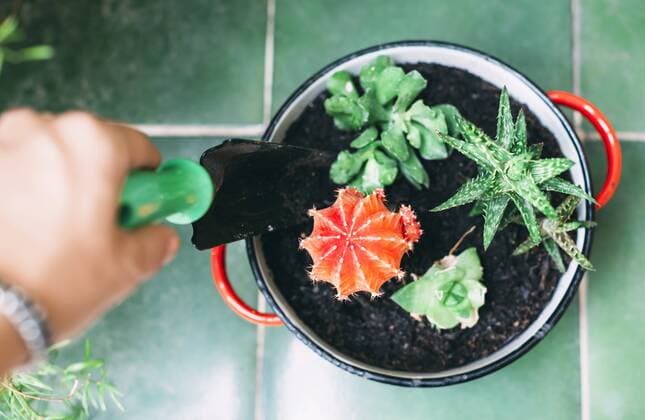 Woman s hand planting cactus in a pot model released Symbolfoto property released  GEMF000955