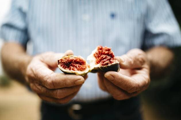 Hands of senior man holding fresh fig model released Symbolfoto  JRFF000861