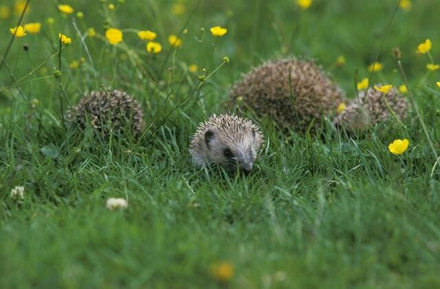 European Hedgehog, erinaceus europaeus, Mother with Youngs, Normandy
