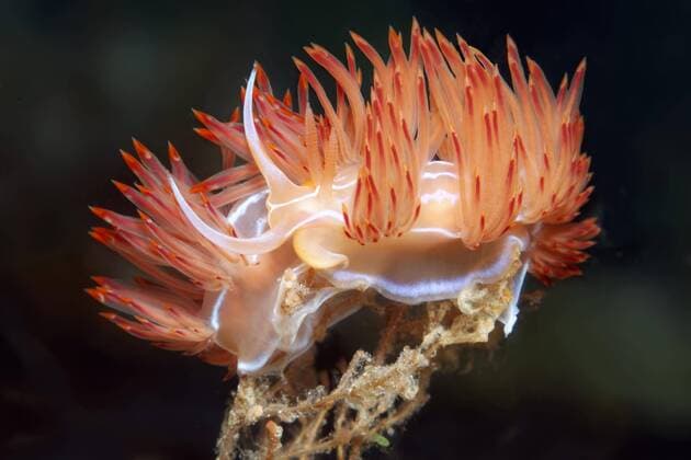 Paarung, Orangene Godiva Fadenschnecke (Geodiva banyulensis), Halbinsel Sithonia, Chalkidiki, auch Halkidiki, Ägäis, Mittelmeer, Griechenland, Europa Copyright: imageBROKER/NorbertxProbst ibxnpr04394134.jpg