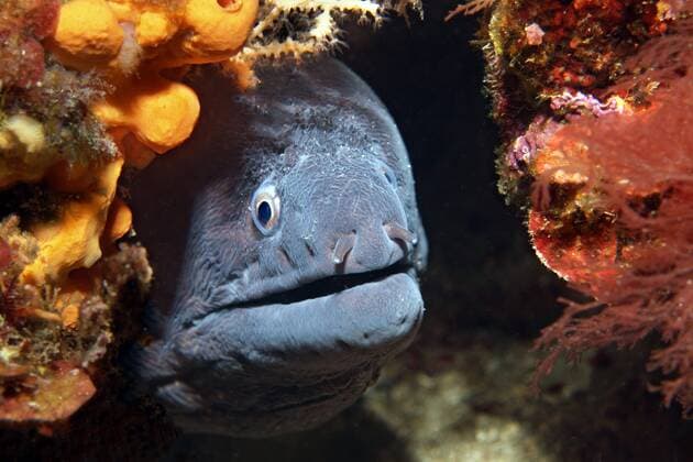  Mittelmeer Muräne (Muraena helena) im Unterschlupf, Halbinsel Sithonia, Chalkidiki, auch Halkidiki, Ägäis, Mittelmeer, Griechenland, Europa Copyright: imageBROKER/NorbertxProbst ibxnpr04394148.jpg
