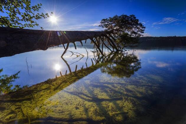 umgestuerzte Kiefer ragt ueber das Ufer des Grossen Stechlinsees im Morgenlicht, Deutschland, Brandenburg, Grosser Stechlinsee fallen pine over the shore of lake Grosser Stechlinsee in eveninglight, Germany, Brandenburg, Grosser Stechlinsee BLWS437289 Copyright: xblickwinkel F.xHerrmannx