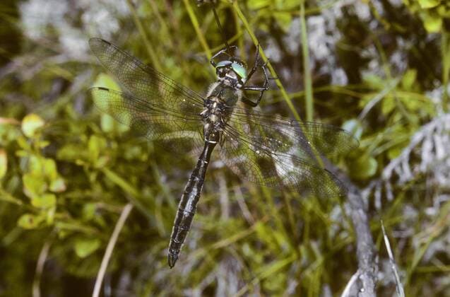 Alpen-Smaragdlibelle, Alpensmaragdlibelle (Somatochlora alpestris), Maennchen, Deutschland Alpine emerald (Somatochlora alpestris), male, Germany BLWS437595 Copyright: xblickwinkel H.xBellmann F.xHeckerx