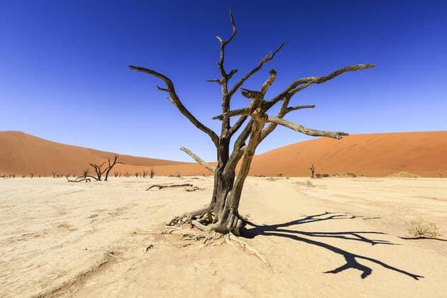 Abgestorbene Bäume im Dead Vlei, Sossusvlei, Namib-Wüste, Namib-Naukluft-Nationalpark, Namibia, Afrika Copyright: imageBROKER/MarkusxObländer iblmac04384799.jpg