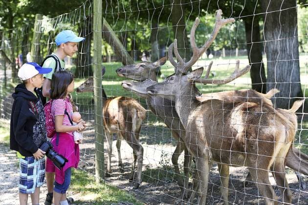 Tierparkbesucher füttern Rothirsche, Tierpark Stadt Haag NÖ, Österreich  1065508226