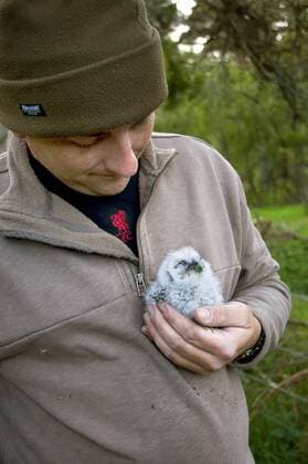 Waldkauz, Wald-Kauz (Strix aluco), zur Beringung in der Hand eines Naturschuetzers, Vogel des Jahres 2017, Grossbritannien, Schottland, Schottisches Hochland Eurasian tawny owl (Strix aluco), on a conservationists hand ready for ringing, United Kingdom, Scotland, Scottish Highlands BLWS270710 Copyright: xblickwinkel M.xHickenx