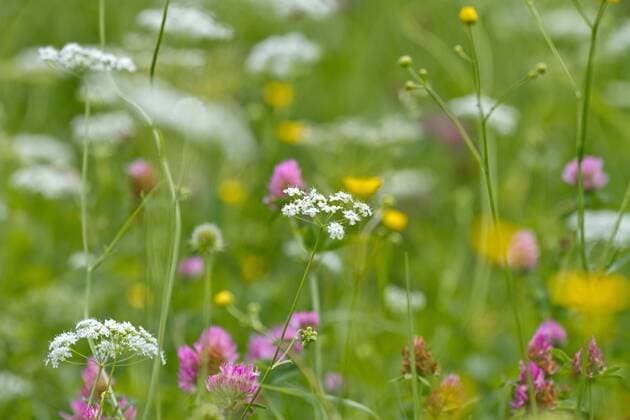 Blumenwiese entlang des Alpe Adria-Wegs zwischen Villach und Venzone Villach Kärnten Österreich Alpe-Adria-Weg