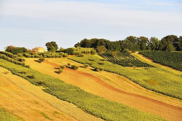  Sonnenblumenfelder und Weinanbau, Sant Amico, Morro D Alba, Marken, Italien, Europa Copyright: imageBROKER/AlexxFriedel ibxatf04407524.jpg