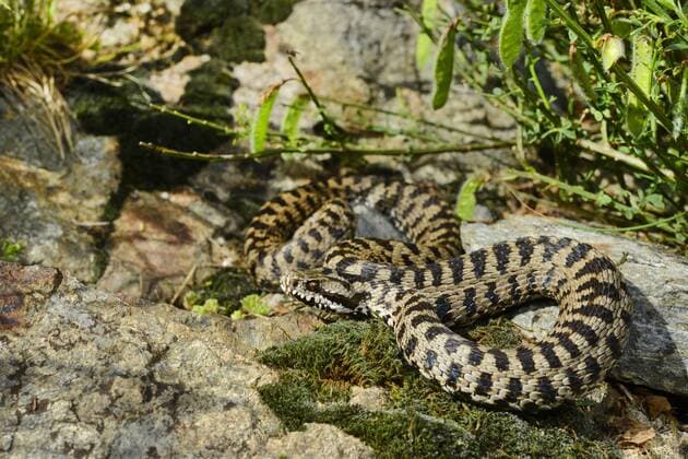 Piemontviper, Piemont-Viper, Piemont-Kreuzotter, Italienische Kreuzotter (Vipera walser), liegt auf einem Fels, im Jahr 2016 neu beschriebene Kreuzottern-Art, Italien, Piemont Piemont viper, Italian viper, Italian adder (Vipera walser), lying on a rock, Italy, Piedmont BLWS438144 Copyright: xblickwinkel B.xTrappx
