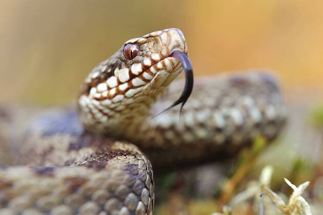 Kreuzotter, Kreuz-Otter (Vipera berus), zuengelnd, Deutschland Adder, common viper, common European viper, common viper (Vipera berus), flicking, Germany BLWS438692 Copyright: xblickwinkel McPHOTO P.xHofmannx