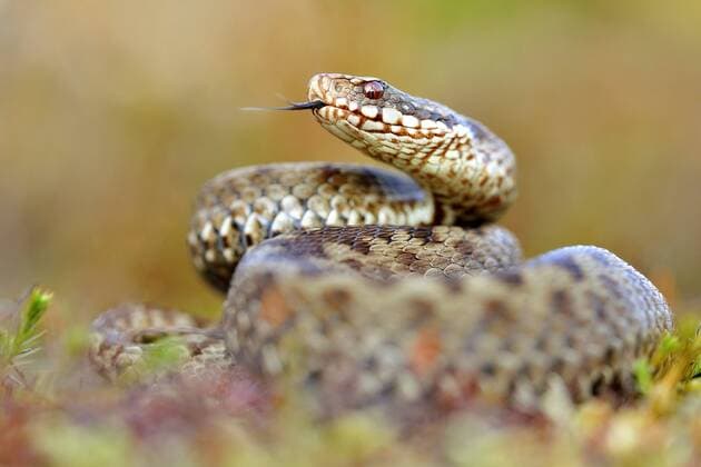 Kreuzotter, Kreuz-Otter (Vipera berus), zuengelnd, Deutschland Adder, common viper, common European viper, common viper (Vipera berus), flicking, Germany BLWS438701 Copyright: xblickwinkel McPHOTO P.xHofmannx