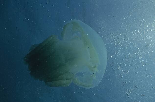 Blue Blubber Jellyfish (Castostylus mosaicus) on the beach of North Stradbroke Island off Queensland coast. AUSTRALIA  Copyright: xPetexOxfordx xDanitaxDelimont AU01 POX0142