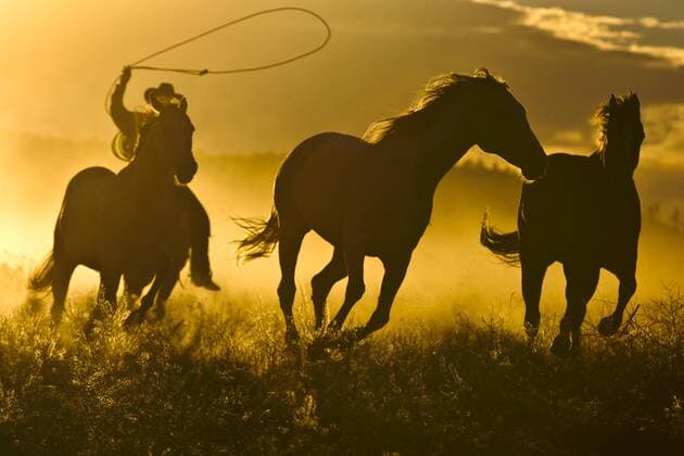 USA, Oregon, Seneca, Ponderosa Ranch. Silhouette of a cowboy on horseback trying to lasso running horses. (MR PR) Credit as: Wendy Kaveney Jaynes Gallery DanitaDelimont.com  Copyright: xBillxJaynesx(BJA)x xDanitaxDelimont US38 BJA0255