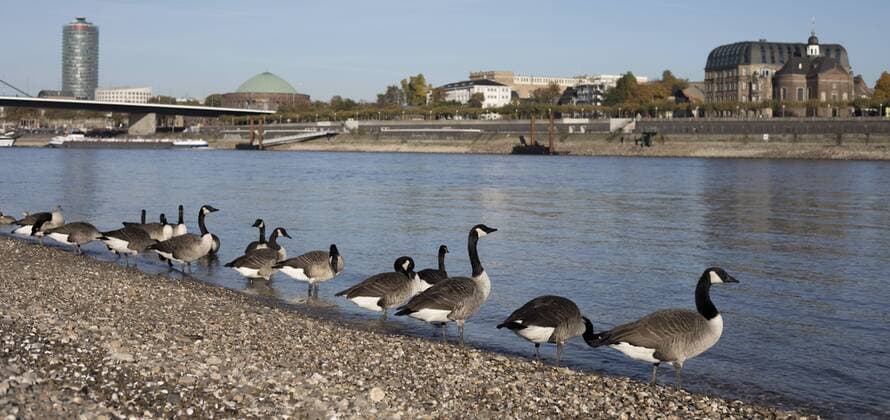 Kanadagänse am Rhein Kanadagänse in Düsseldorf am Rhein, 31.10.2016 im Hintergrund: Ergoturm; Tonhalle