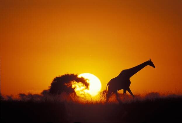 Africa, Botswana, Chobe National Park, Giraffe (Giraffa camelopardalis) walks past setting sun along banks of Chobe River  Copyright: xPaulxSoudersx xDanitaxDelimont AF05 PSO0043