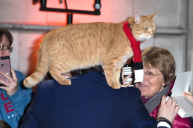 British author James Bowen and his cat, Bob attending the premiere of A Street Cat Named Bob, in London. NOVEMBER 3rd 2016  MISx163440