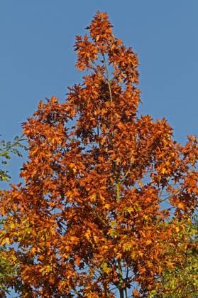 Die Spitze einer Amerikanischen Roteiche im Herbst. Die Spitze einer Amerikanischen Roteiche macht im Herbst ihren Namen alle Ehre.