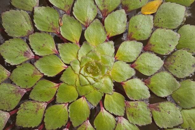Aquatic Plants Rupununi, Guyana.  Copyright: xPetexOxfordx xDanitaxDelimont SA11 POX0038