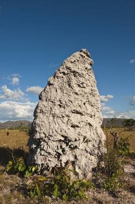 Pakaraima Mountains are the mountains of Guyana, lying in southwestern part of this country, termite mound.  Copyright: xPetexOxfordx xDanitaxDelimont SA11 POX0358