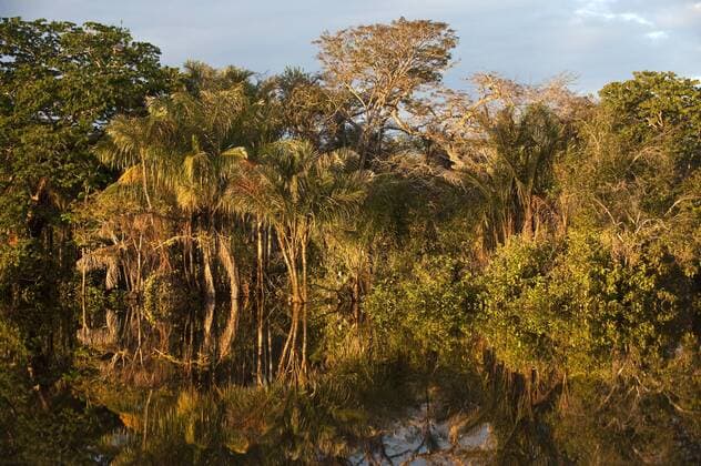 Permanent ponds in Savannah Rupununi, Guyana.  Copyright: xPetexOxfordx xDanitaxDelimont SA11 POX0369