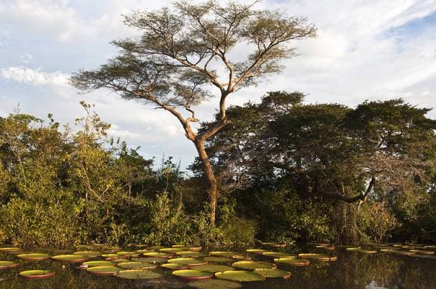 Permanent ponds in Savannah Rupununi, Guyana.  Copyright: xPetexOxfordx xDanitaxDelimont SA11 POX0371