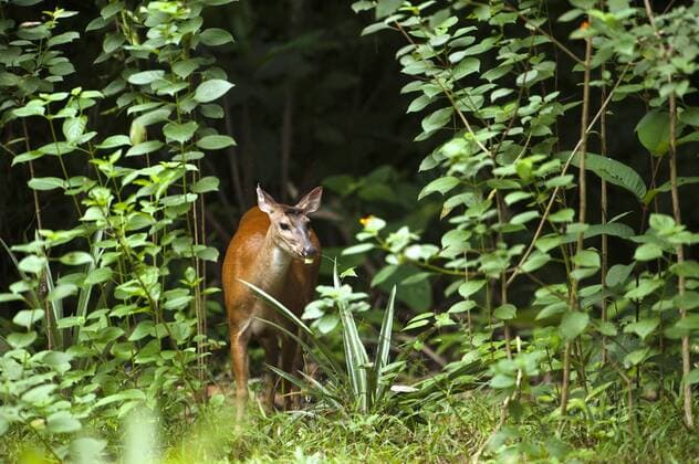 Red Brocket Deer (Mazama americana) Atta Lodge Iwokrama Forest Reserve, Guyana.  Copyright: xPetexOxfordx xDanitaxDelimont SA11 POX0396