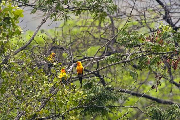 Sun Parakeet or Sun Conure (Aratinga solstitialis) Karasabai Rupununi, Guyana. Critically Endangered  Copyright: xPetexOxfordx xDanitaxDelimont SA11 POX0461