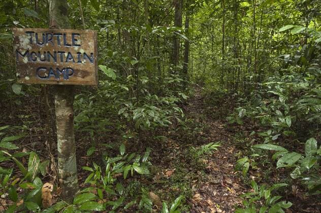 Understory Turtle Mountain Iwokrama Reserve, Guyana.  Copyright: xPetexOxfordx xDanitaxDelimont SA11 POX0488